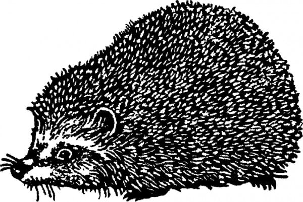 Perma Stempel Holzstempel - Igel (Design 2)